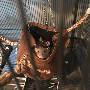 ace-and-alone avatar