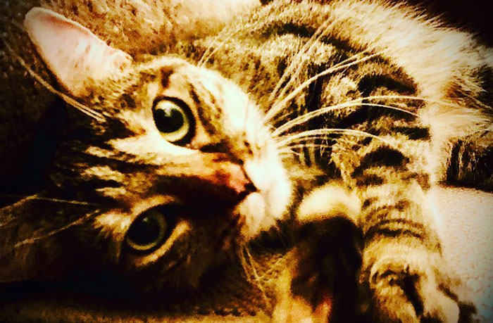 Ricky Gervais Attempts To Foster A Cat But Ends Up Adopting Her And She's Taking Over His Feed Ricky Gervais Attempts To Foster A Cat But Ends Up Adopting Her And She's Taking Over His Feed