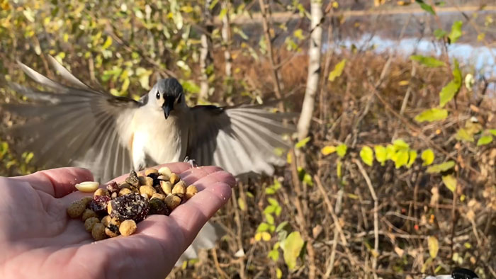 Photographer Records Fun Videos Of Birds Eating From Her Palm In Slow Motion