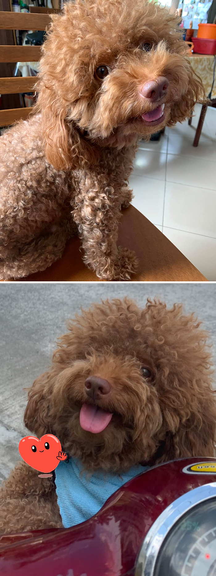 Chicken Throwing In The Head Tilt For Bonus Points