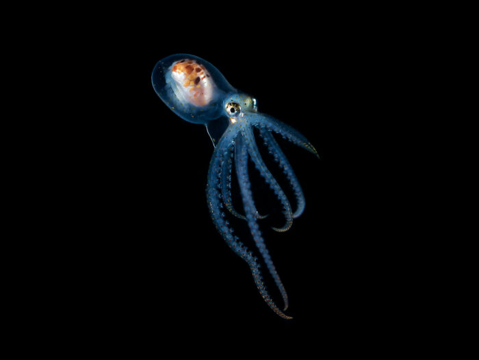 Blackwater Photographer Captures A Young Octopus With A Transparent Head, And You Can Even See Its Brain