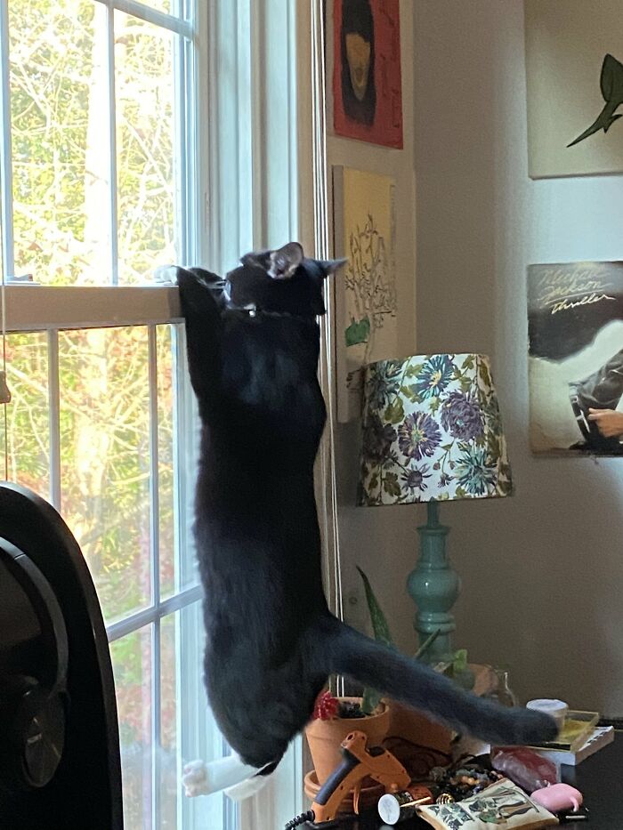 Nosey-Neighbors-Pets-Photos