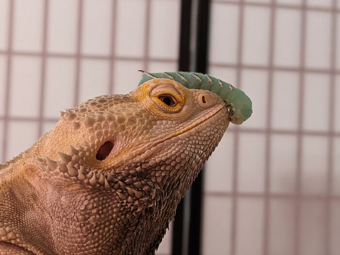 Bearded Dragon (Gregario) Has Food On His Face😂