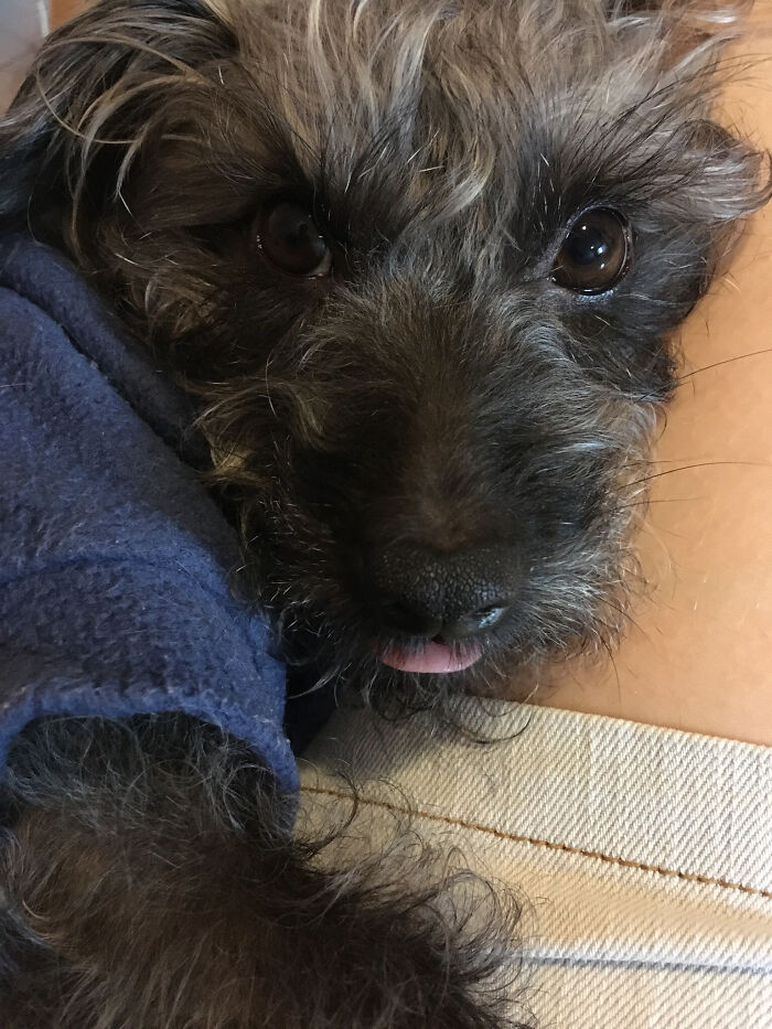 I’m A Sweet Little Baby And I’m Obsessed With The Mommy I Adopted