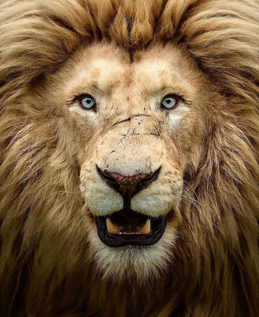 Wildlife-Photography-Lions-Simon-Needham