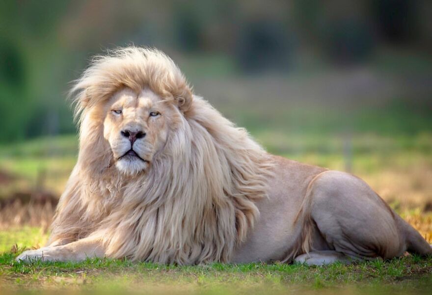 Wildlife-Photography-Lions-Simon-Needham