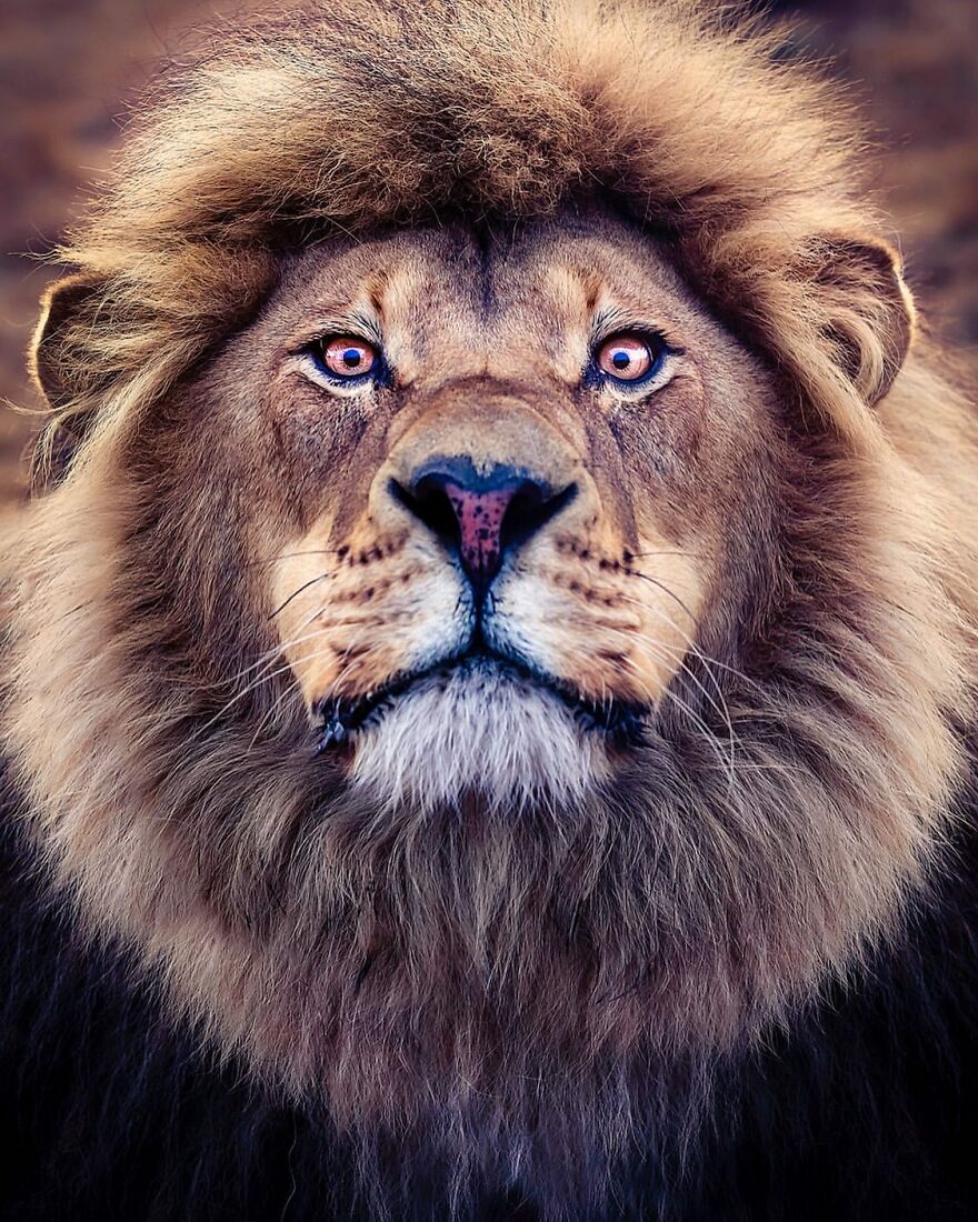 Wildlife-Photography-Lions-Simon-Needham