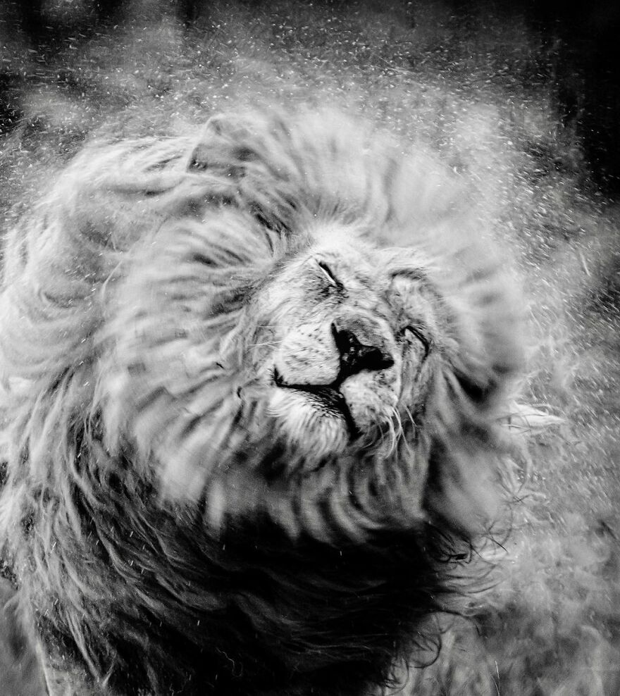 Wildlife-Photography-Lions-Simon-Needham