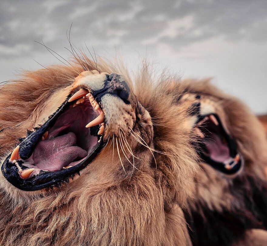 Wildlife-Photography-Lions-Simon-Needham