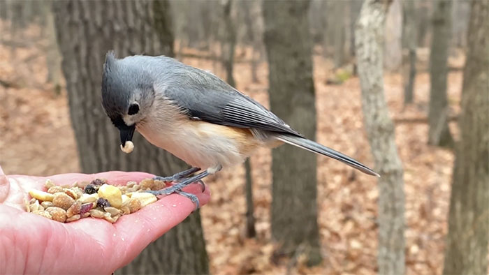 Photographer Records Fun Videos Of Birds Eating From Her Palm In Slow Motion