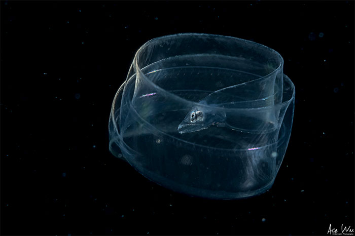 Blackwater Photographer Captures A Young Octopus With A Transparent Head, And You Can Even See Its Brain