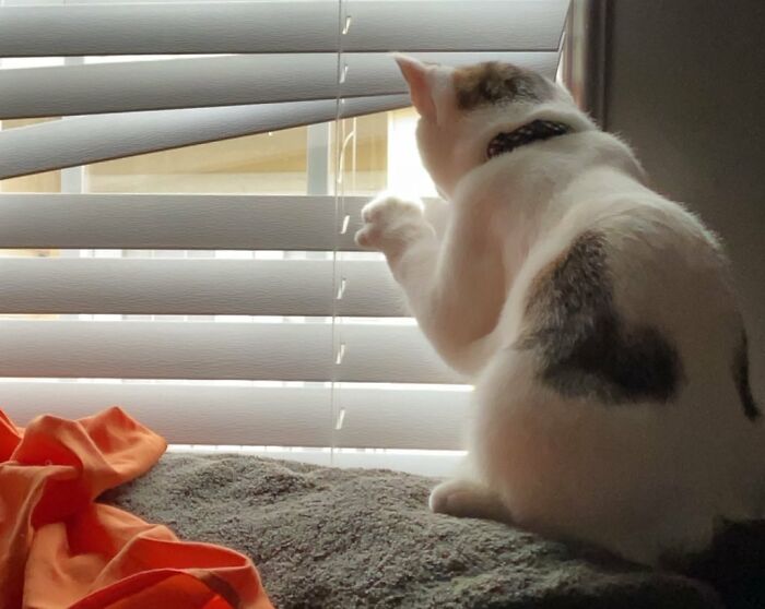 Nosey-Neighbors-Pets-Photos