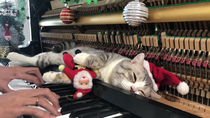 People Are Loving This Video Of A Cat Getting A "Piano Hammer Massage" While His Owner Plays Christmas Songs People Are Loving This Video Of A Cat Getting A "Piano Hammer Massage" While His Owner Plays Christmas Songs