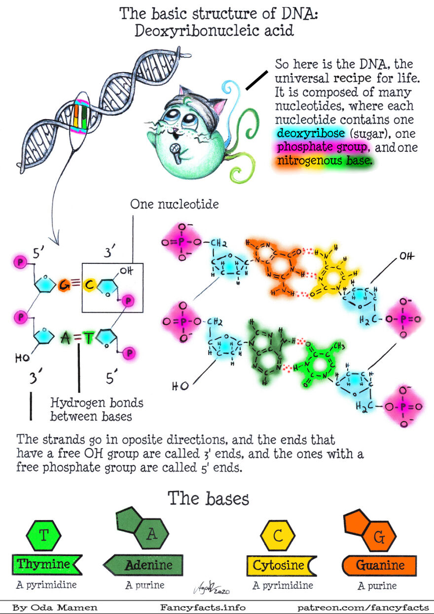 DNA Structure