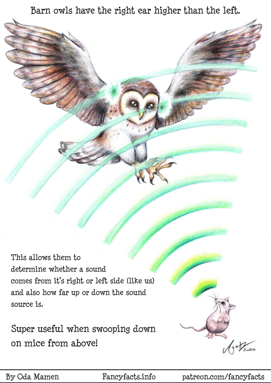 Owl Hearing