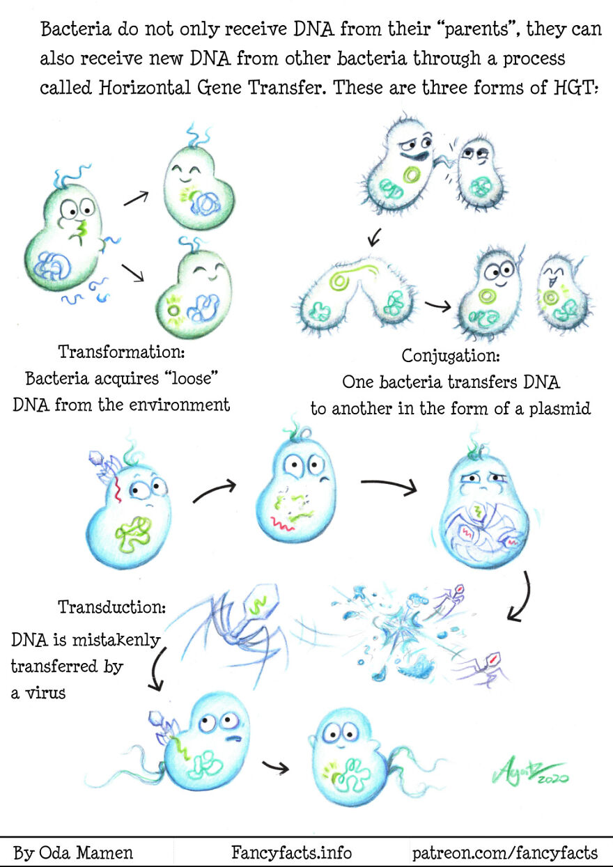 Horizontal Gene Transfer
