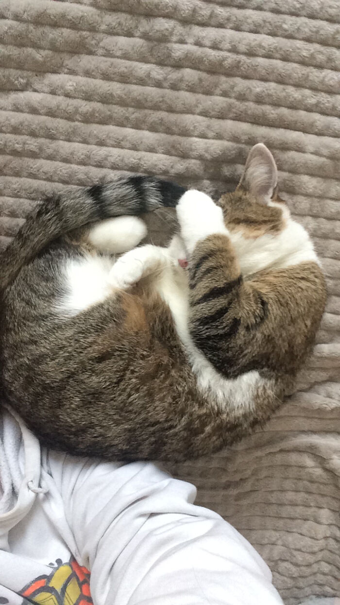 Facepaw Sleep Pose