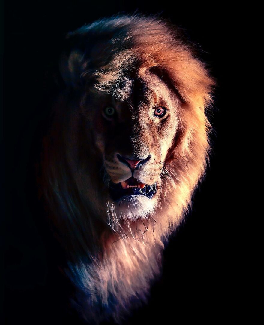 Wildlife-Photography-Lions-Simon-Needham