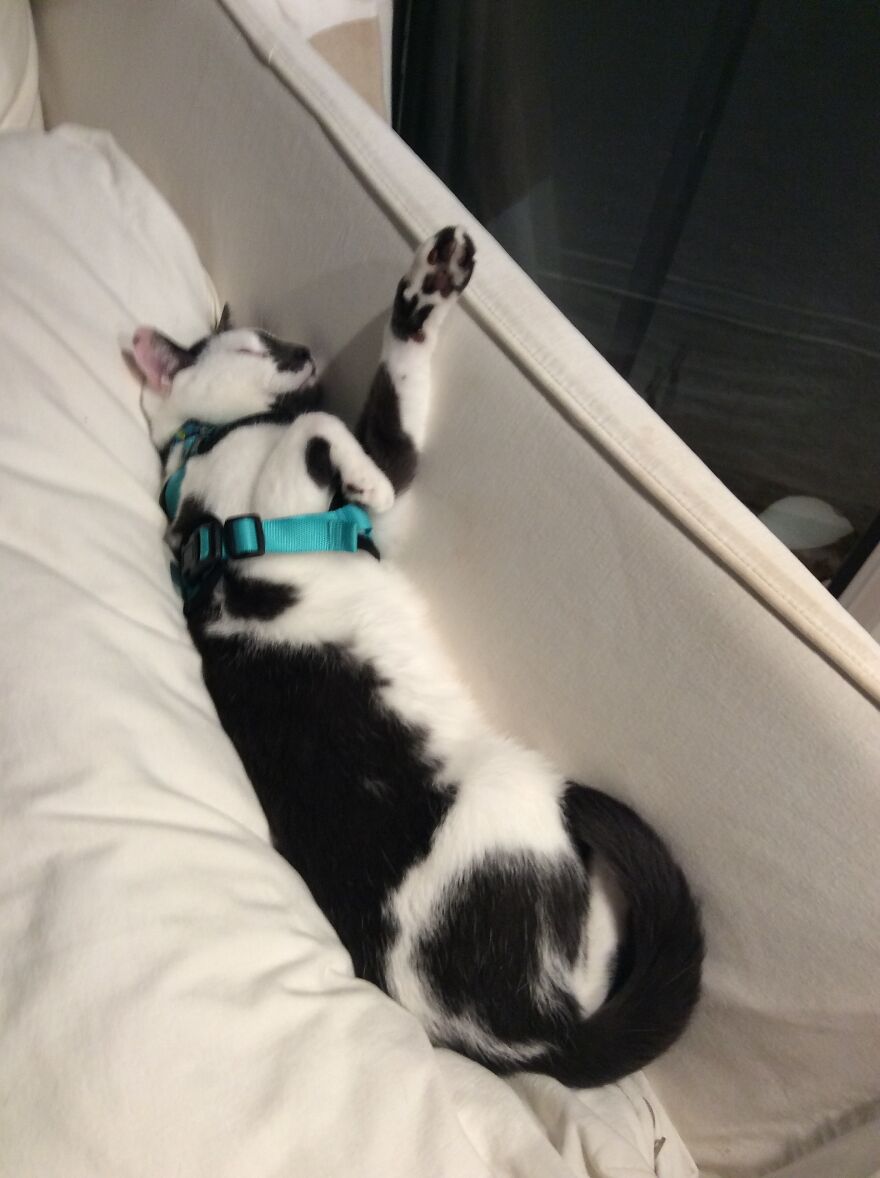 Meet My Cat, Seymour!