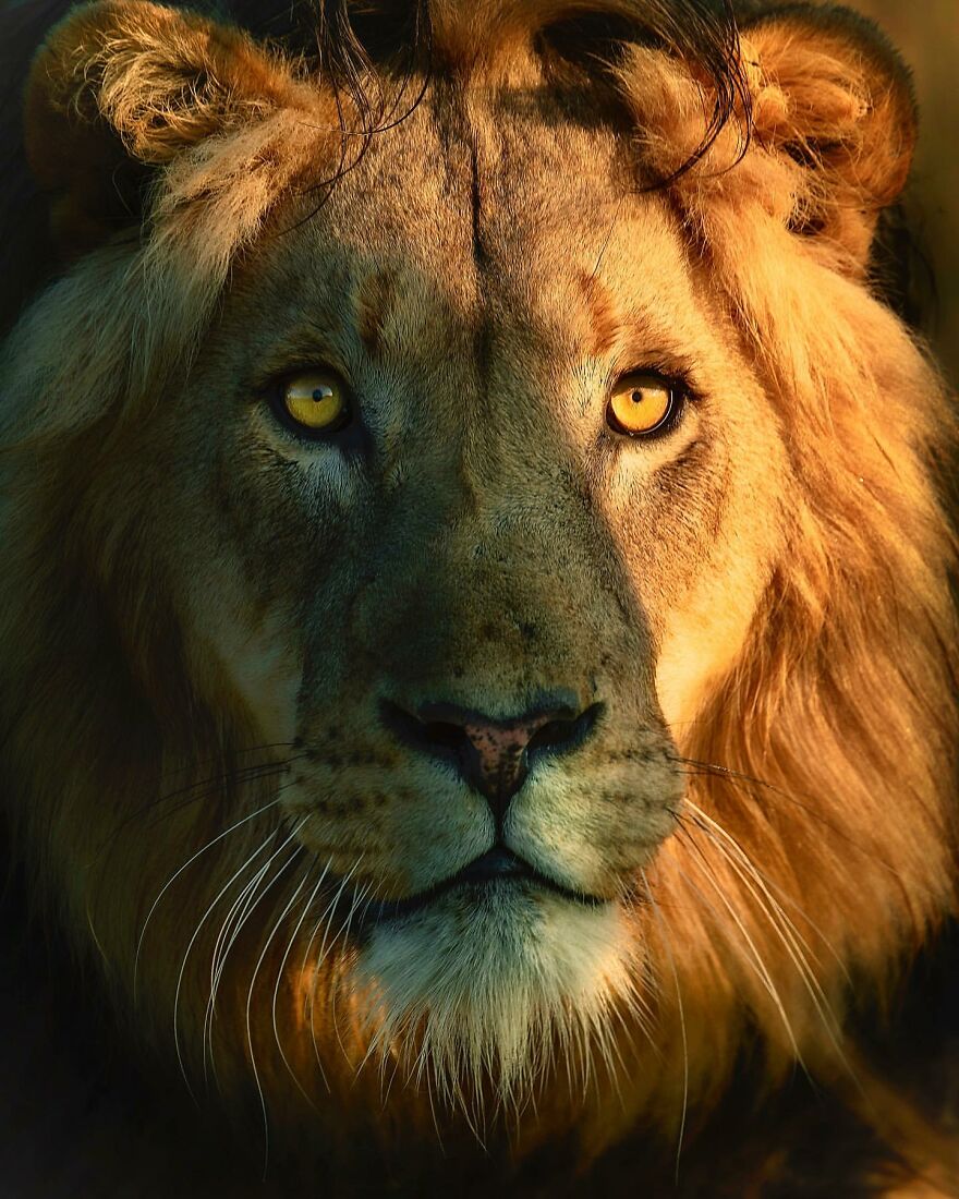 Wildlife-Photography-Lions-Simon-Needham