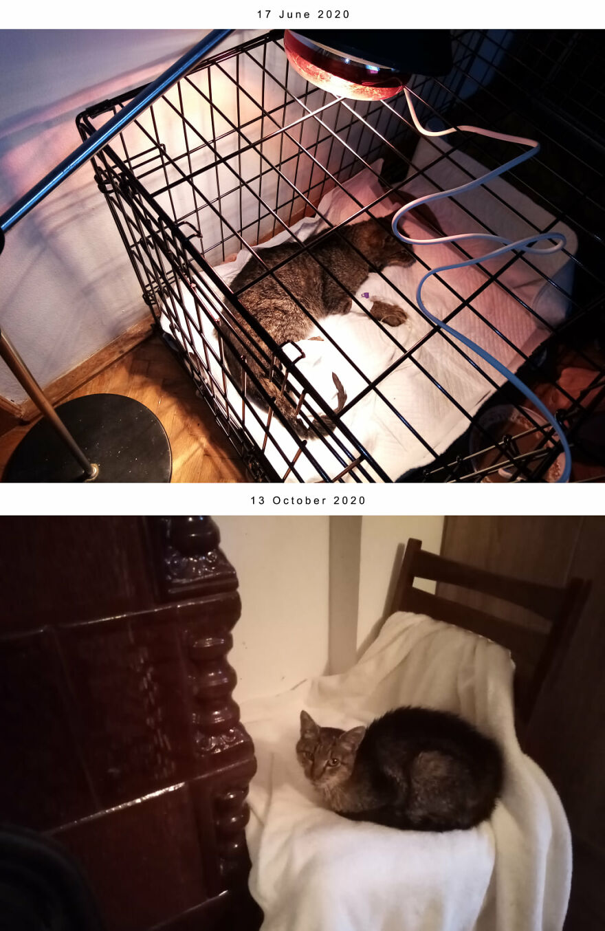 My Sister And I Started A Rescue Shelter And Rescued Over 200 Cats In 3 Years (12 Pics) My Sister And I Started A Rescue Shelter And Rescued Over 200 Cats In 3 Years (12 Pics)