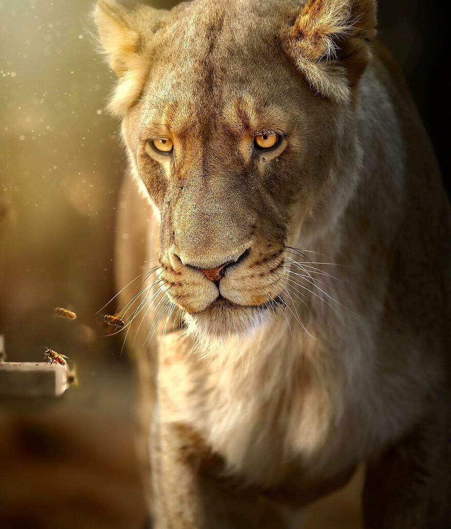 Wildlife-Photography-Lions-Simon-Needham
