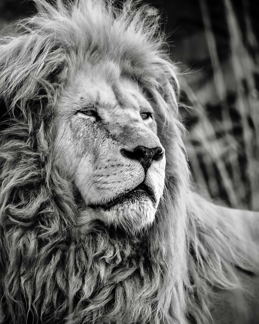 Wildlife-Photography-Lions-Simon-Needham