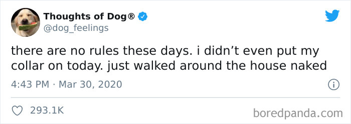 Hilarious-Dog-Thoughts-Tweets
