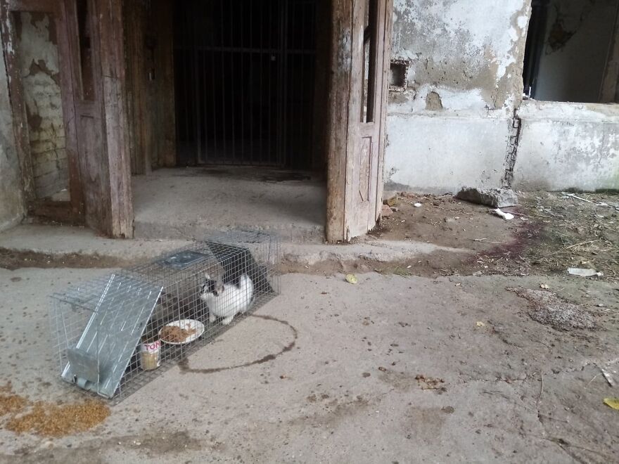 My Sister And I Started A Rescue Shelter And Rescued Over 200 Cats In 3 Years (12 Pics) My Sister And I Started A Rescue Shelter And Rescued Over 200 Cats In 3 Years (12 Pics)