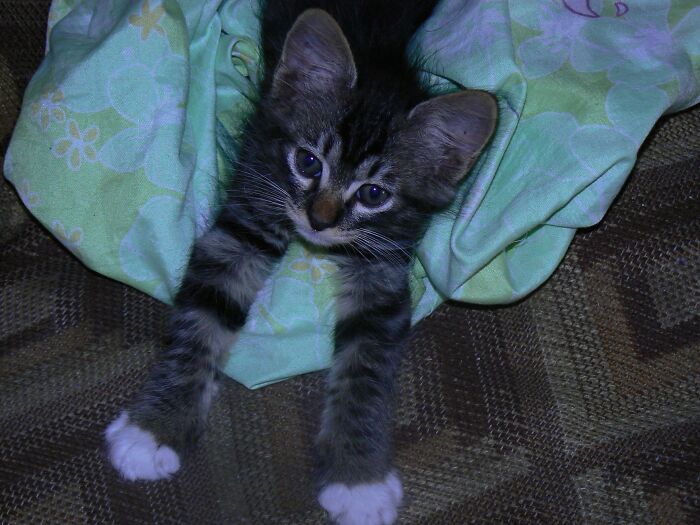 Five Years Later, He Grew Into Those Ears