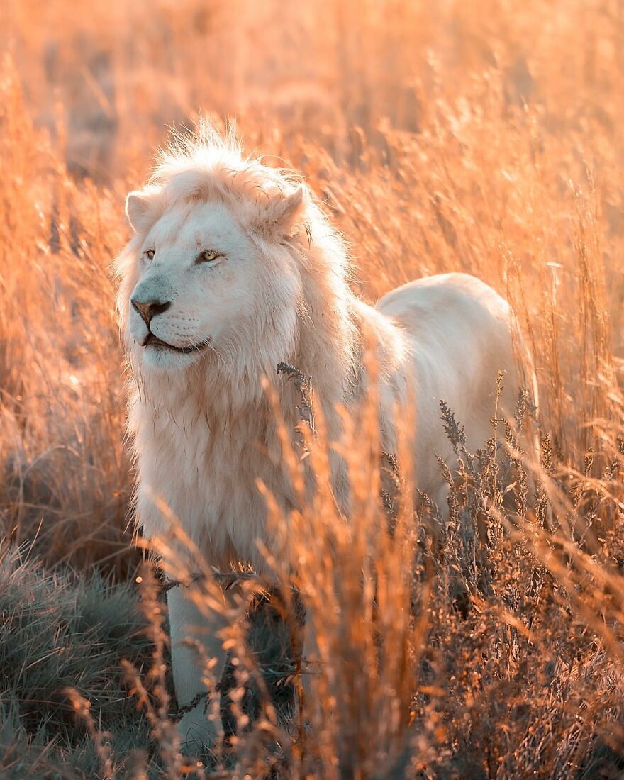Wildlife-Photography-Lions-Simon-Needham