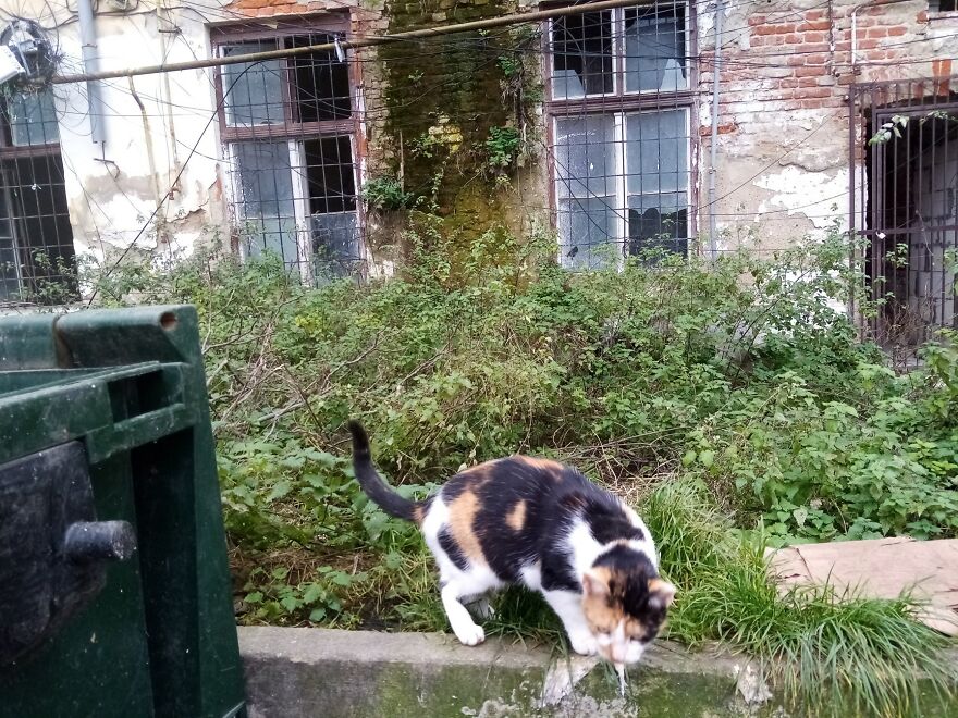 My Sister And I Started A Rescue Shelter And Rescued Over 200 Cats In 3 Years (12 Pics) My Sister And I Started A Rescue Shelter And Rescued Over 200 Cats In 3 Years (12 Pics)