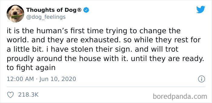 Hilarious-Dog-Thoughts-Tweets