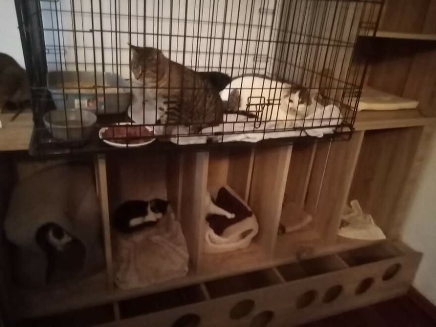 My Sister And I Started A Rescue Shelter And Rescued Over 200 Cats In 3 Years (12 Pics) My Sister And I Started A Rescue Shelter And Rescued Over 200 Cats In 3 Years (12 Pics)