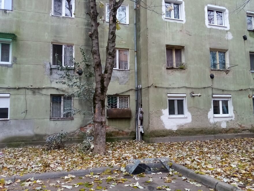 My Sister And I Started A Rescue Shelter And Rescued Over 200 Cats In 3 Years (12 Pics) My Sister And I Started A Rescue Shelter And Rescued Over 200 Cats In 3 Years (12 Pics)