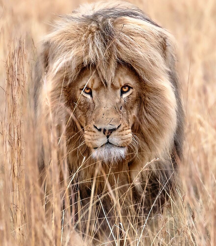 Wildlife-Photography-Lions-Simon-Needham