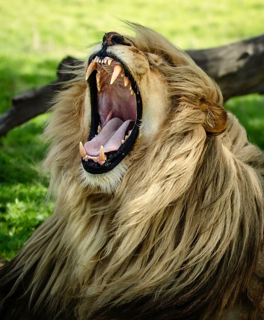 Wildlife-Photography-Lions-Simon-Needham