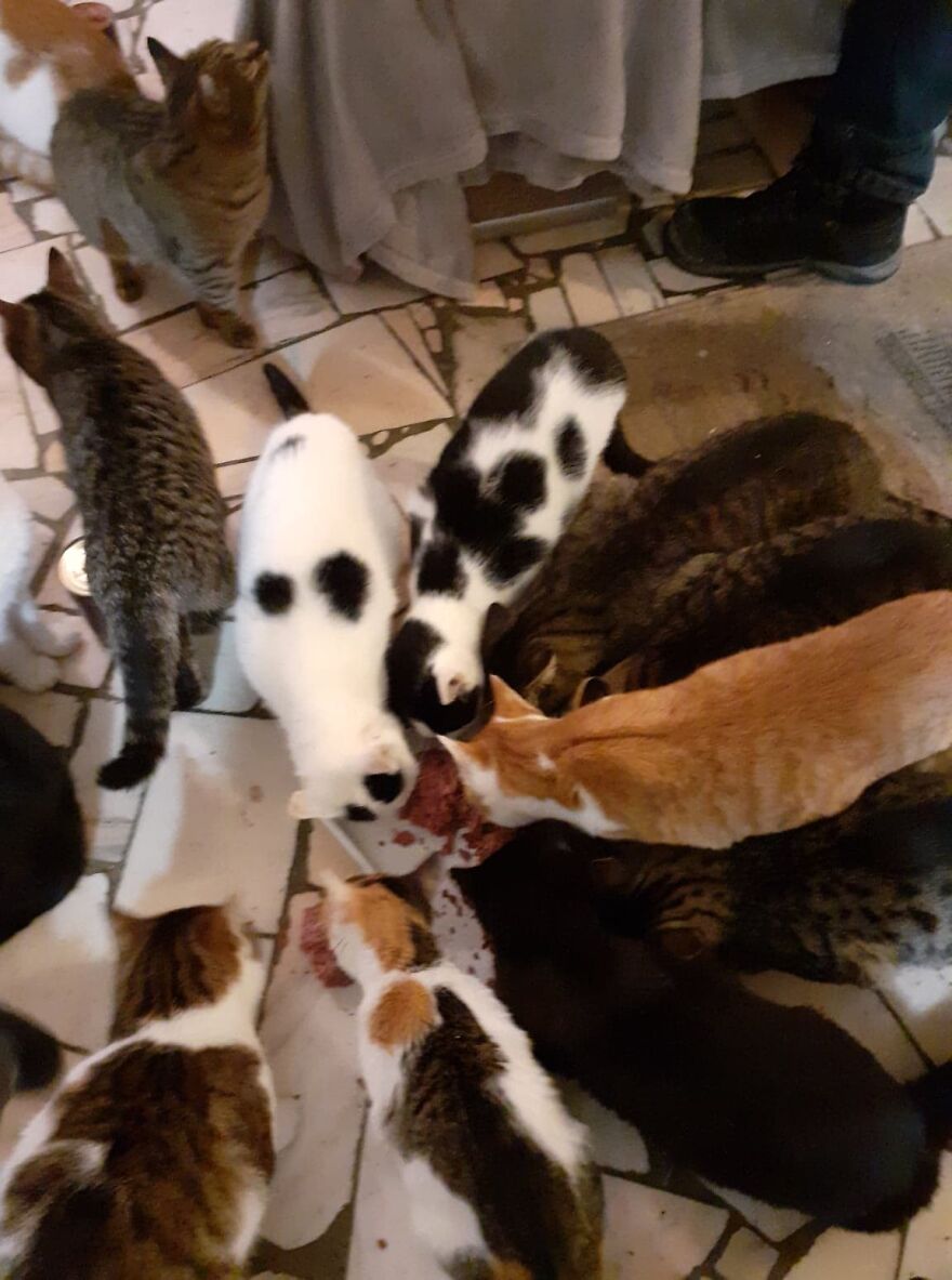 My Sister And I Started A Rescue Shelter And Rescued Over 200 Cats In 3 Years (12 Pics) My Sister And I Started A Rescue Shelter And Rescued Over 200 Cats In 3 Years (12 Pics)