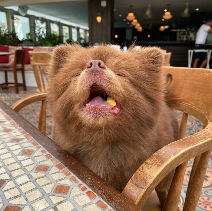 Puppy That Looks Like A Bear Cub Was Abandoned For Being "Too Big To Sell," Finds A Loving Home