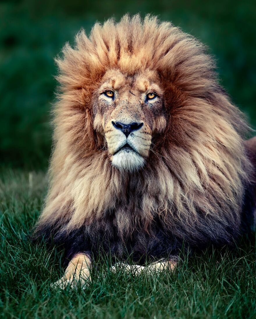 Wildlife-Photography-Lions-Simon-Needham