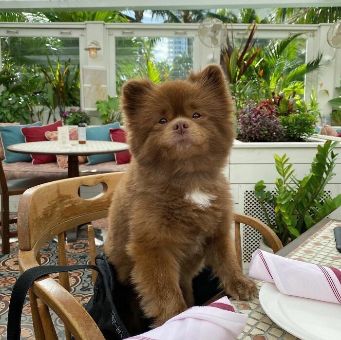 Puppy That Looks Like A Bear Cub Was Abandoned For Being "Too Big To Sell," Finds A Loving Home