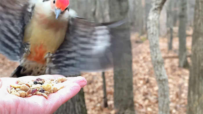 Photographer Records Fun Videos Of Birds Eating From Her Palm In Slow Motion