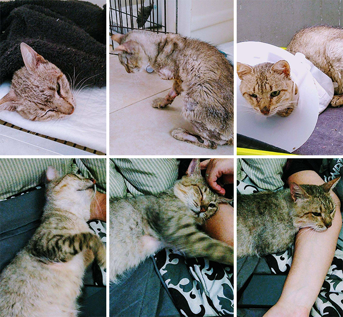 Two Months Ago I Found Him Mangled, Probably Had Been Run Over, And Almost Dead Due To Dehydration. Vets Had To Amputate One Of His Front Legs And Tail. Today We Finally Took The Cone Of Shame Off And Let Him Chill With Us On The Bed