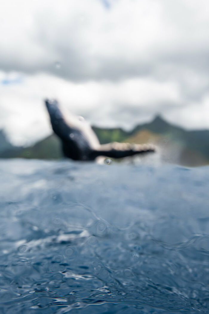 There Was Some Sort Of Majestic Animal Breaching In Front Of Me