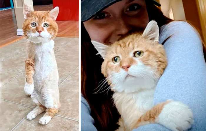 3-Legged Cat Goes Back To The House Where He Once Discovered Kindness And Finds A Family Of His Dreams 3-Legged Cat Goes Back To The House Where He Once Discovered Kindness And Finds A Family Of His Dreams