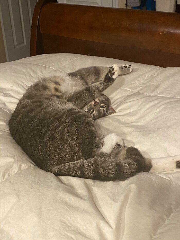 Owner Was Surprised By A Late-Night Doorbell, Turns Out It Was Her Cat Owner Was Surprised By A Late-Night Doorbell, Turns Out It Was Her Cat