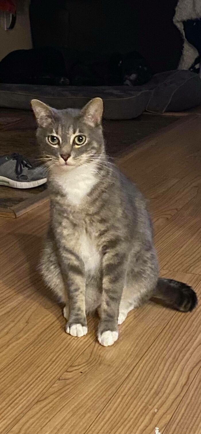 Owner Was Surprised By A Late-Night Doorbell, Turns Out It Was Her Cat