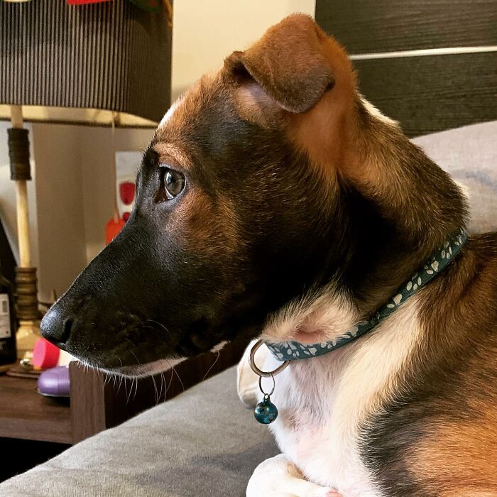 Who's A Good Boy? Vaada Is...vaada Is A Good Boy!