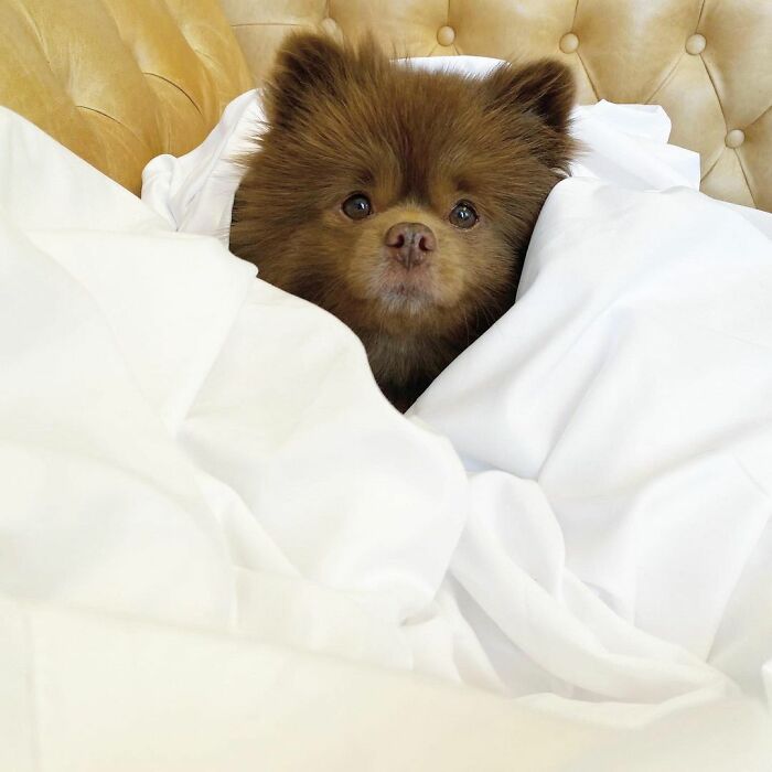 Puppy That Looks Like A Bear Cub Was Abandoned For Being "Too Big To Sell," Finds A Loving Home