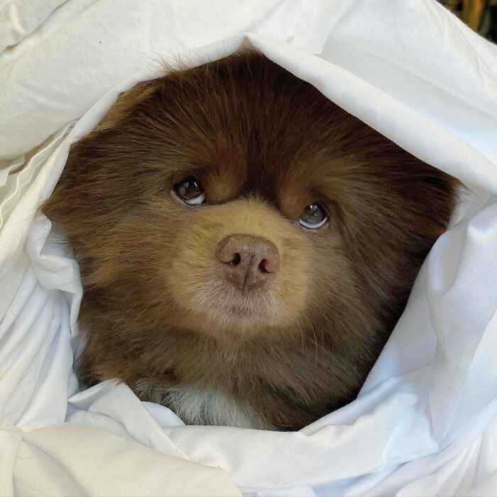 Puppy That Looks Like A Bear Cub Was Abandoned For Being "Too Big To Sell," Finds A Loving Home